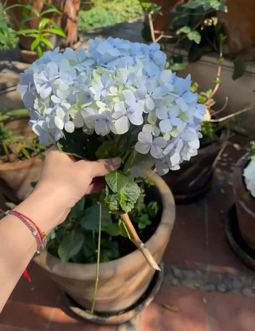 FLORES DE PRIMAVERA PARA TU MESA CHULA
