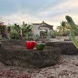 Caja Pimiento Rojo Chica 14 cm