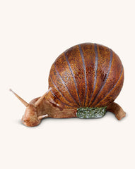 Caracol Mediano