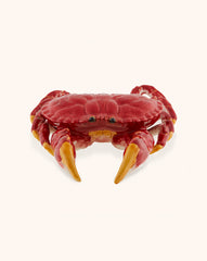 Buey de Mar Decorativo